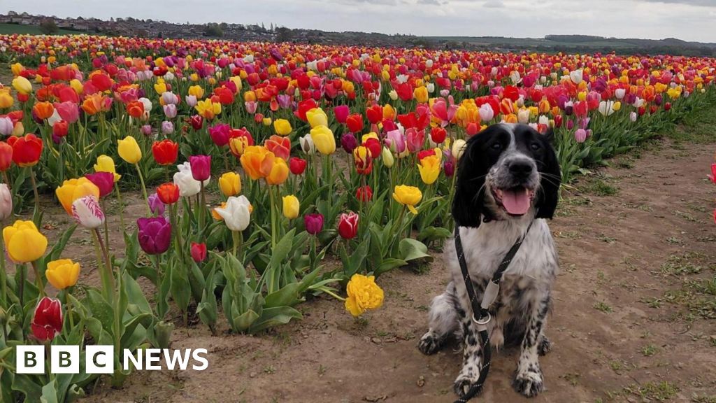Owner's warning after dog's Pontefract tulip festival death