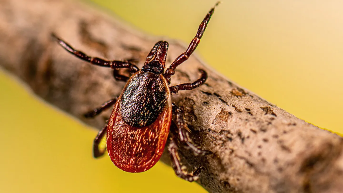 A vaccine for Lyme disease could be on the horizon